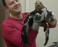 Injured bird of prey