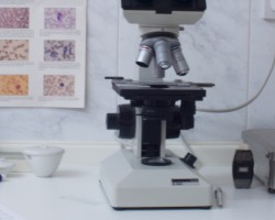 Microscope