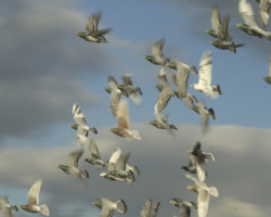 Our pigeons flying
